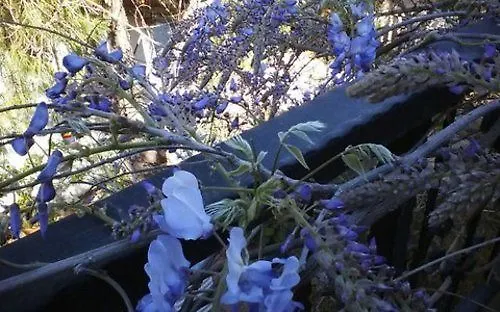 Jenny's House מלון סלימייה